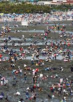 People enjoy seashell-digging in Chiba